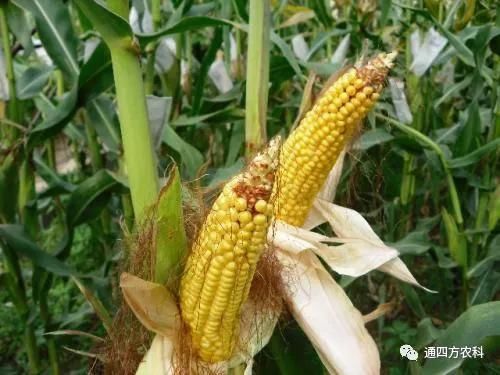 ���׶d���c�՗U��ԭ����